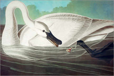 Foam board print  Trumpeter Swan - John James Audubon
