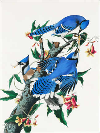 Gallery print  Blue Jays - John James Audubon