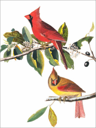 Wall sticker  Cardinals - John James Audubon