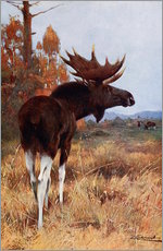 Gallery print  Elk or Moose - Wilhelm Kuhnert