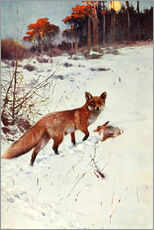 Gallery print  Fox - Wilhelm Kuhnert