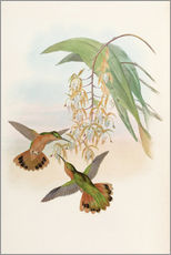 Gallery print  Campylopterus Rufus - John Gould