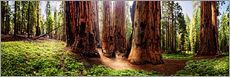 Wall sticker  Sequoia giant, panoramic - Michael Rucker