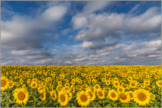 Gallery print  Sea of Sunflowers - Achim Thomae