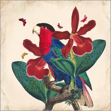 Gallery print  Oh My Parrot VII - Mandy Reinmuth