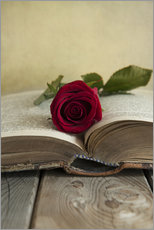Wall sticker  Red rose and old open book - Jaroslaw Blaminsky