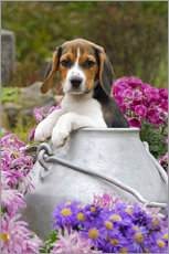 Wall sticker  Cute Beagle dog puppy in a milk can - Katho Menden