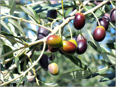 Wall sticker  Olive tree in sunlight