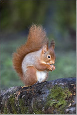 Gallery print  Red squirrel (Sciurus vulgaris)