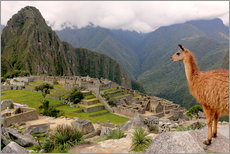 Gallery print  Lama looks at Machu Picchu - Don Mammoser