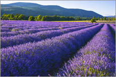 Gallery print  Lavender dream of Provence - Jürgen Feuerer