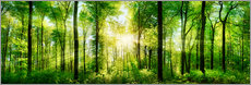Poster Spring forest