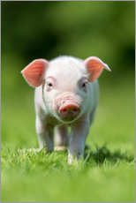 Poster  Little Piggy
