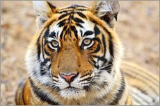Gallery print  Expressive tiger portrait - Jagdeep Rajput