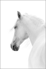 Poster White Horse II