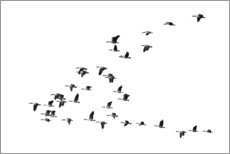 Poster Flight of the geese