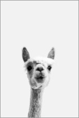 Poster  Alpaca - Art Couture