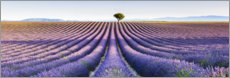 Foam board print  Lavender field in Provence - Matteo Colombo