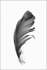Poster Black feather