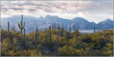 Poster Saguaro cactus with mountain range