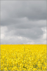 Aluminium print  Yellow rape field under gray clouds - Studio Nahili