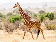 Poster Giraffe in the savannah