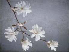 Aluminium print  White magnolia blossoms - Jaynes Gallery