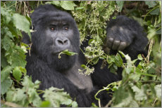 Acrylic print  Close-up of a mountain gorilla