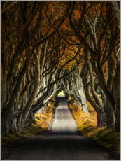 Poster Autumn morning in the Dark Hedges