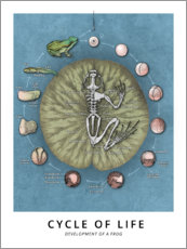 Poster  Cycle of life - Wunderkammer Collection