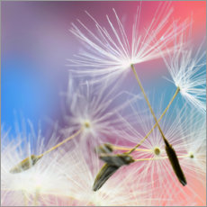 Poster  Dandelions magic - Ludger Föster