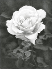 Aluminium print  White Rose - Christian Klute