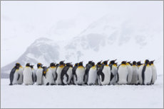 Poster Penguins crowd together
