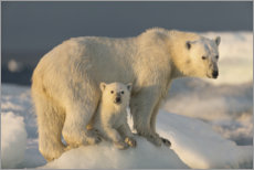 Acrylic print  Polar bear cub with mother - Paul Souders