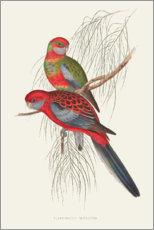 Poster Tropical Parrots III