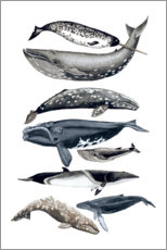 Wall sticker  Whale species II - Naomi McCavitt