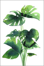 Poster  Monstera plant - Déborah Maradan