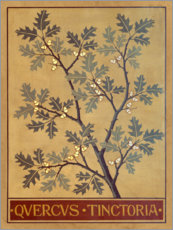 Poster  Quercus velutina