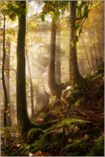 Canvas print  A day in the forest - Martin Podt
