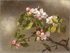 Gallery print  Apple Blossoms and a Hummingbird - Martin Johnson Heade