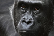 Wall sticker  gorilla - WildlifePhotography