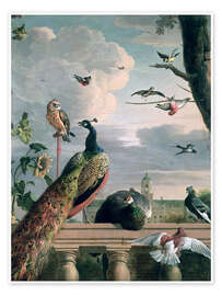 Poster  Palace of Amsterdam with Exotic Birds - Melchior de Hondecoeter