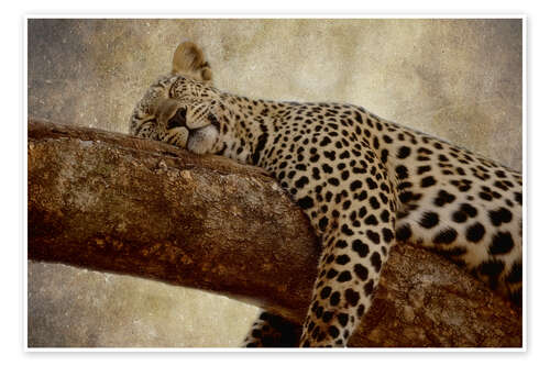 Poster Sleeping leopard