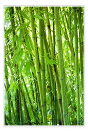 Poster  Bamboo forest - Thomas Herzog