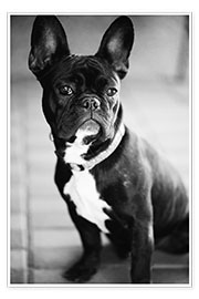 Poster French Bulldog
