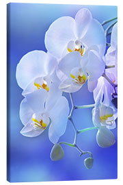 Canvas print  White orchid on blue - Atteloi