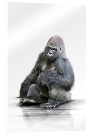 Acrylic print  Gorilla - Werner Dreblow
