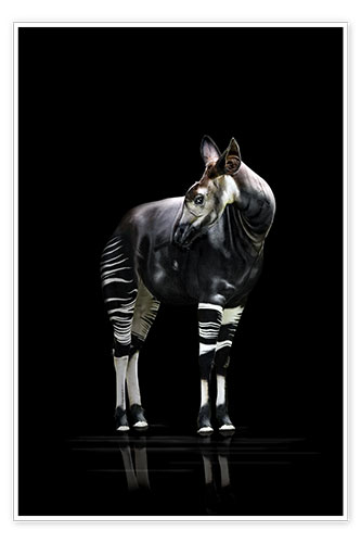 Poster Okapi