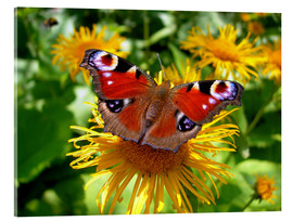 Acrylic print  Peacock butterfly II - blackpool