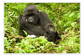 Poster  Gorilla with baby in the green - Joe & Mary Ann McDonald